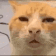 :huhcat: