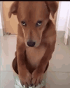 puppy-eyes.gif