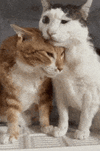IMG_1600.gif