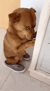 IMG_4797.gif