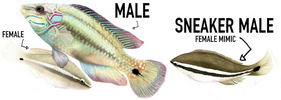 1749145817896.png