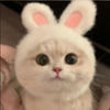 IMG_2646.png