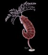 herpetogaster-collinsi-fossil-high-res-image-2d-model-scaled.jpg