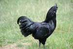 01-chicken-breed-black-jr2m68.jpg