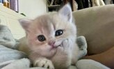 cat.jpeg