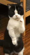 1000021254.gif