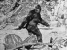 Sasquatch-Bigfoot-Abominable-Snowman-Patterson-1967.jpg