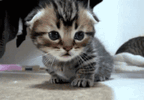 bvvdvn1nbjxwnatynv7i-3082159007.gif