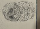 IMG_6315.jpeg