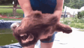 dog-leaf-blower.gif