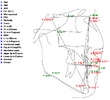 ceph 1 (1).png