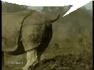 IMG_0999.gif