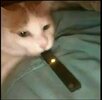 IMG_9711.jpeg