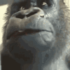 monkewait-gorilla-eating-meme-13149693.gif