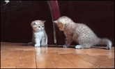 tenor-288453471.gif