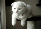 giphy-3321103362.gif