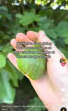 aohgdoaog.webp