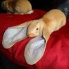 IMG_7750.jpeg