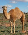 07._Camel_Profile,_near_Silverton,_NSW,_07.07.2007.jpg