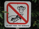 dont-feed-the-monkeys.png