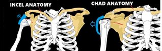 anatomy 101.jpg