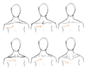 clavicle shape.png