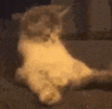 cat-cute-2562688038.gif
