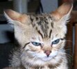 angry_kittens_24-617102570.jpg