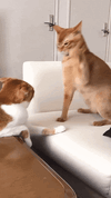 IMG_2414.gif