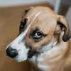 dog-side-eye-668e4bf561d9f.jpg