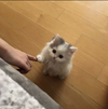 1754084019320.png