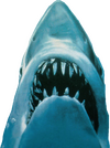 Jaws_Shark_-_2022-01-24T171427.468.png