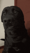 IMG_1200.gif