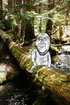 gapesittingontree.jpg
