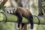 sleeping-red-panda-ailurus-fulgens-600nw-619884575.jpg