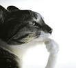 IMG_7287.gif