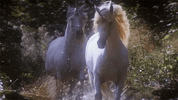 9FBC524D-F378-431C-858B-B24C11D3EA5E.gif