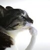 IMG_4403.jpeg