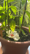 IMG_9092.jpeg