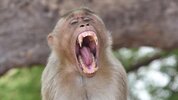 Monkey_Teeth_Pixabay.jpg