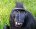rare-crested-monkey-showing-his-teeth-75334315.webp