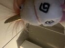 IMG_4396.jpeg
