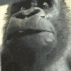 5c5def39-ffc2-40ea-9f1b-6ad7e2324863-1_all_336.gif