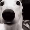 IMG_0359.gif