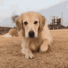 smiling-dog.gif
