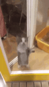 cat hai.gif