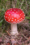 Amanita_muscaria_(fly_agaric).JPG