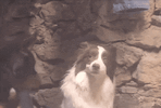 5150805_rage-bait-baited.gif
