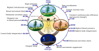 Biological_clock_human.svg.png