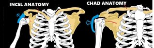 2046729_anatomy_101.jpg